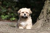 LHASSA APSO 130